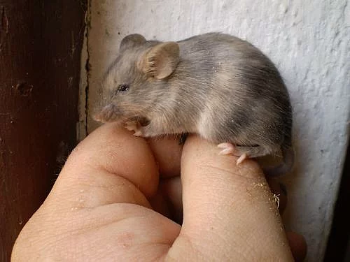 Barevné myši na ochočení nebo do chovu.