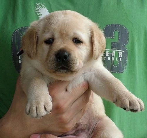 Labradorský retriever - štěňátka s PP