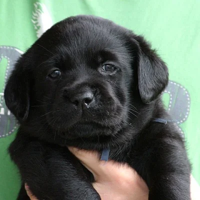 Labradorský retriever - štěňátka s PP
