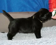 Labradorský retriever - štěňátka s PP