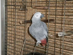 Žako šedý
