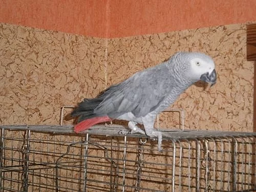 Žako šedý