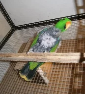 Eclectus roratus vosmaeri samec - spěchá