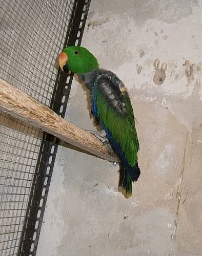 Eclectus roratus vosmaeri samec - spěchá