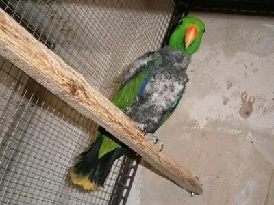 Eclectus roratus vosmaeri samec - spěchá