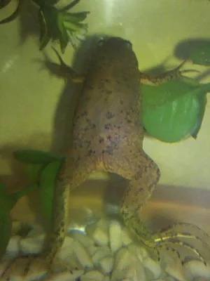 Prodám drápatku vodní (Xenopus laevis)