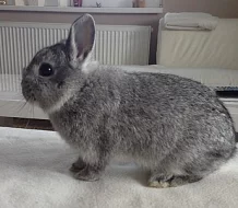 Zakrslý činčilový králíček