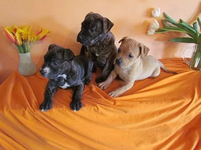 Americký stafordšírský teriér - AMSTAFF - AST - št
