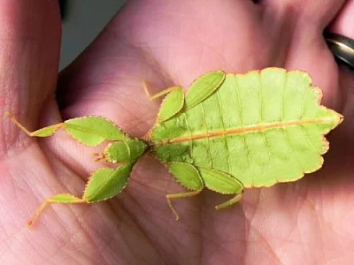 Prodám lupenitky PSG278 Phyllium phillipinicum,
