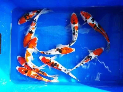 JESETER - KOI - PRAHA a K.VARY 