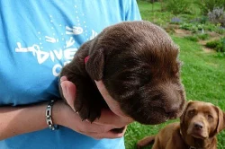 Labradorský retrívr, čokoládová štěňátka.
