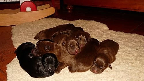 Labradorský retrívr, čokoládová štěňátka.