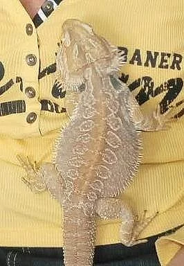agama vousatá