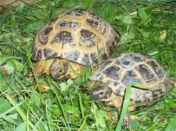 SUCHOZEMSKÉ ŽELVY- Doprava ČR/SR