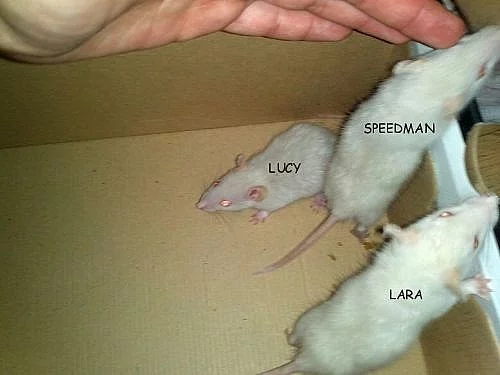 Potkaní mláďata