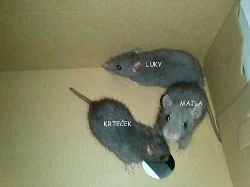 Potkaní mláďata