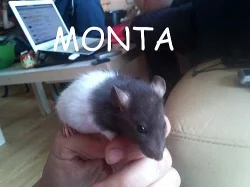 Potkaní mláďata