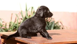 Flat Coated Retriever štěňě s PP