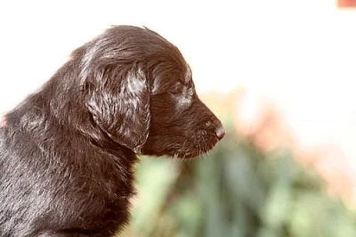 Flat Coated Retriever štěňě s PP