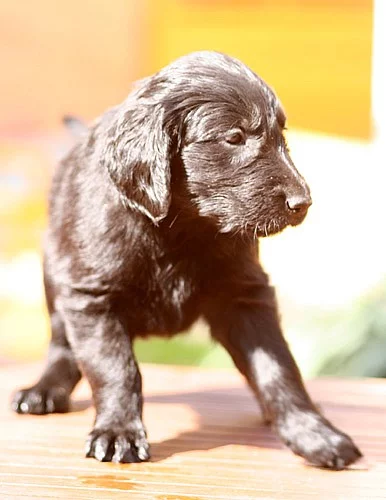Flat Coated Retriever štěňě s PP