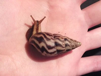 Limicolaria flammea 