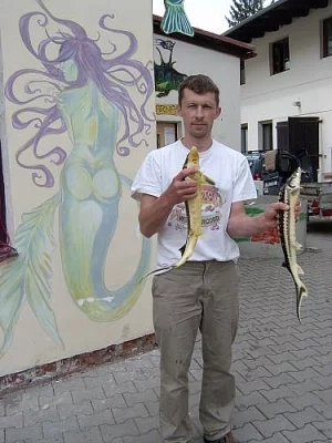 Jeseter ruský zlatý 60 cm +