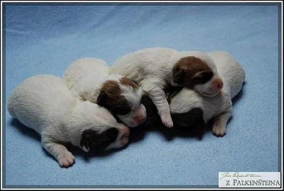 Jack Russell Teriér - nádherná štěňátka