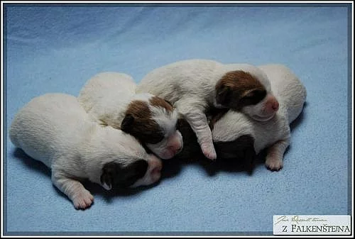 Jack Russell Teriér - nádherná štěňátka