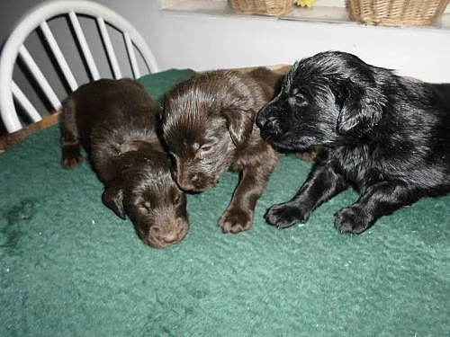 Flat Coated Retriever