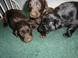 Flat Coated Retriever
