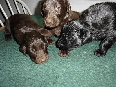 Flat Coated Retriever