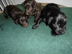 Flat Coated Retriever