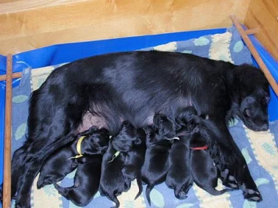 Štěňátka Flat Coated Retrieverů