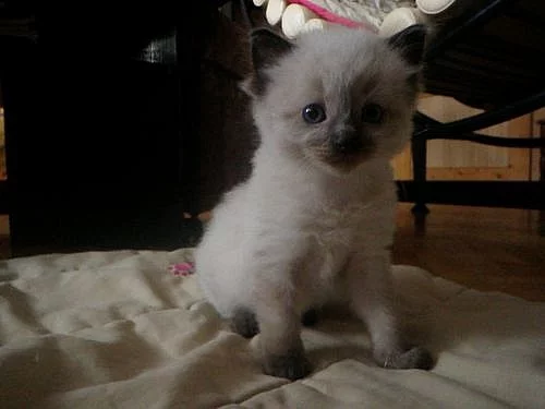 Koťata Ragdoll 2 kluci