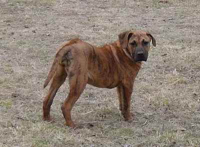 Kanárská doga - Perro de presa canario