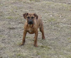 Kanárská doga - Perro de presa canario