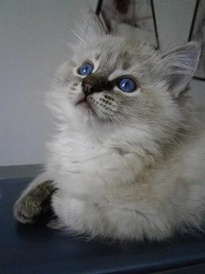 Ragdoll kocourek s PP