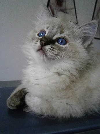 Ragdoll kocourek s PP