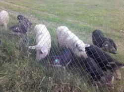 Mangalica - prase které má svůj vlastní festival