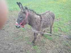 Oslík