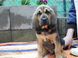 Bloodhound štěńátka