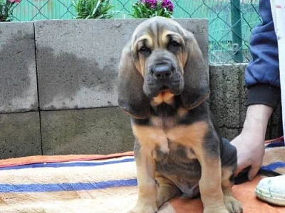 Bloodhound štěńátka