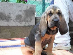 Bloodhound štěńátka