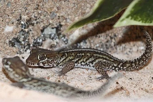 gekon madagaskarský (Paroedura pictus) - samec
