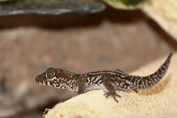 gekon madagaskarský (Paroedura pictus) - samec