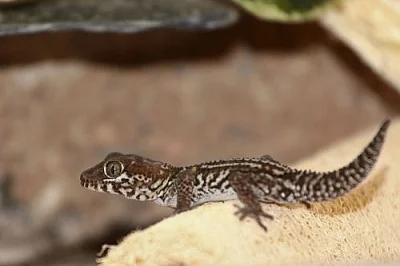 gekon madagaskarský (Paroedura pictus) - samec