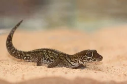 gekon madagaskarský (Paroedura pictus) - samec