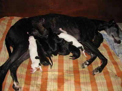 Anglický chrt-greyhound-štěňata s PP