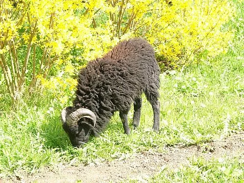 Quessantská miniovečka -beránek