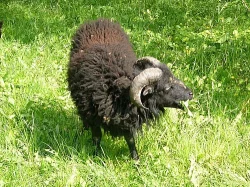 Quessantská miniovečka -beránek